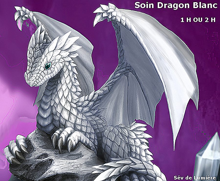dragon blanc