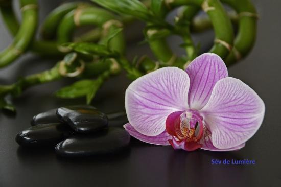 Sev orchidee